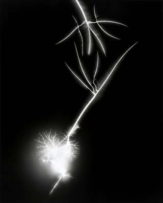 Illustration for article titled Capturing the Veined Beauty of Lightning